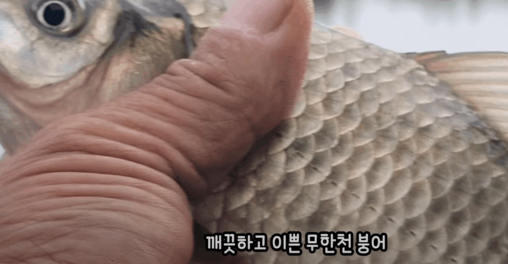낚시인의 손에 잡힌 깨끗한 7치급 붕어의 비늘과 지느러미 모습