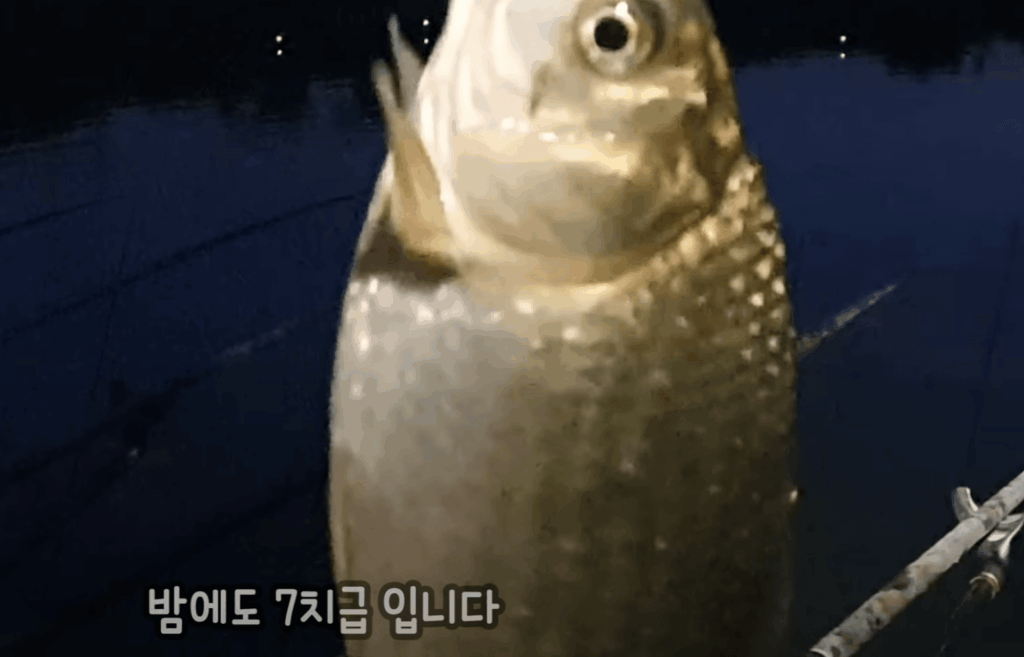 밤낚시 중 낚아 올린 7치급 붕어, 낚싯대 위에 걸려 있는 모습
