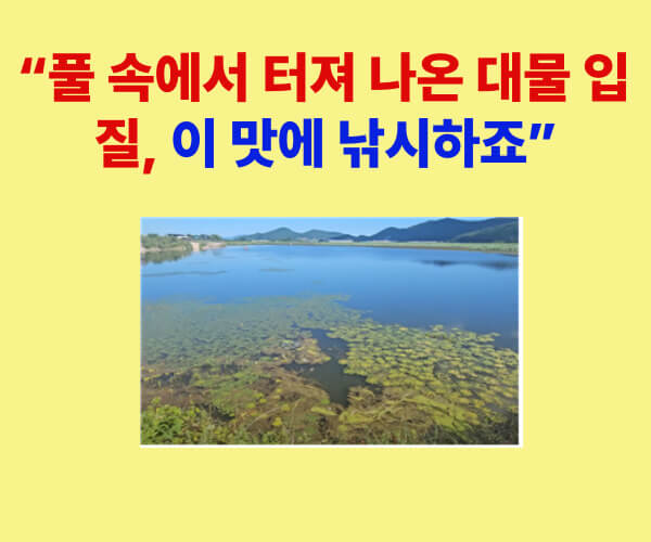 풀 속에서 터져 나온 대물 붕어 입질, 장흥 저수지 낚시 현장 썸네일