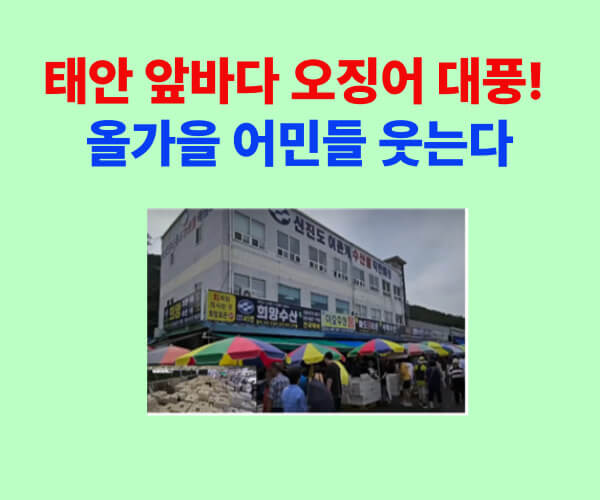 태안 앞바다 오징어 대풍을 알리는 섬네일 이미지, 노란색 바탕에 파란 글씨로 ‘태안 앞바다 오징어 대풍! 올가을 어민들 웃는다’라는 문구와 어판장 전경이 포함됨