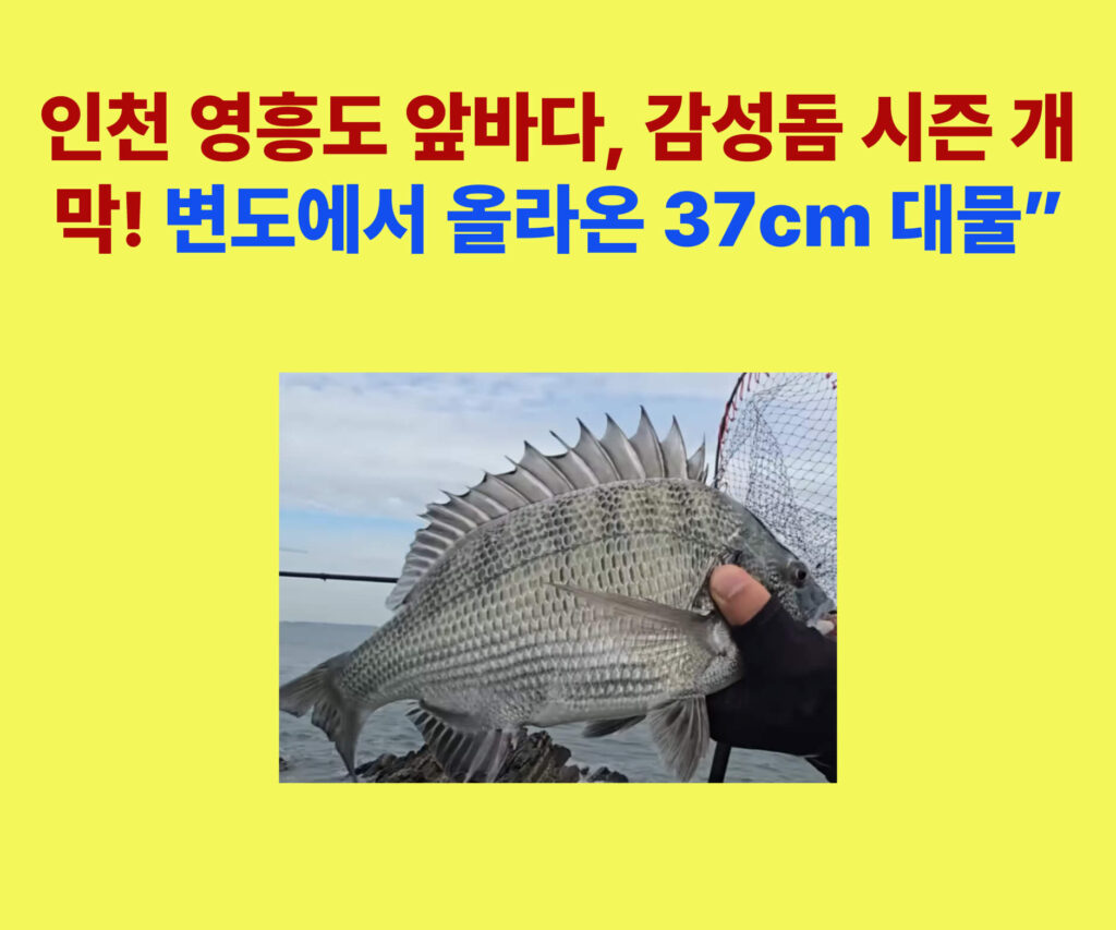 인천 영흥도와 시화방조제 라인 변도에서 잡힌 37cm 감성돔, 가을 서해안 낚시 조황 사진