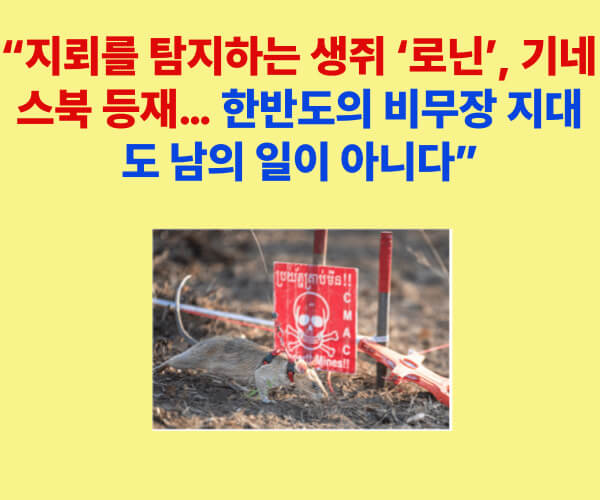 지뢰 탐지 영웅쥐 로닌이 캄보디아 지뢰밭에서 활약하는 모습. 빨간색 지뢰 경고 표지판 앞에서 훈련을 수행하며 인류 안전에 기여하고 있다.