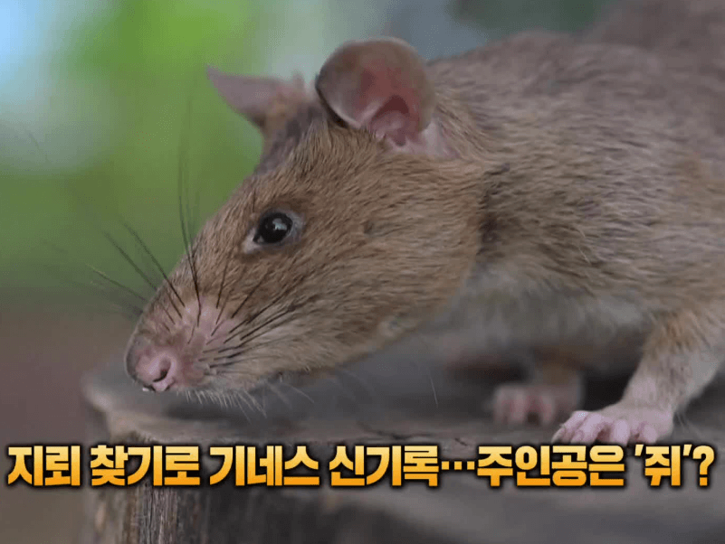 기네스 신기록을 세운 지뢰 탐지 영웅쥐 로닌의 근접 모습. 갈색 털과 긴 수염을 가진 로닌이 나무 위에 올라가 있는 장면.