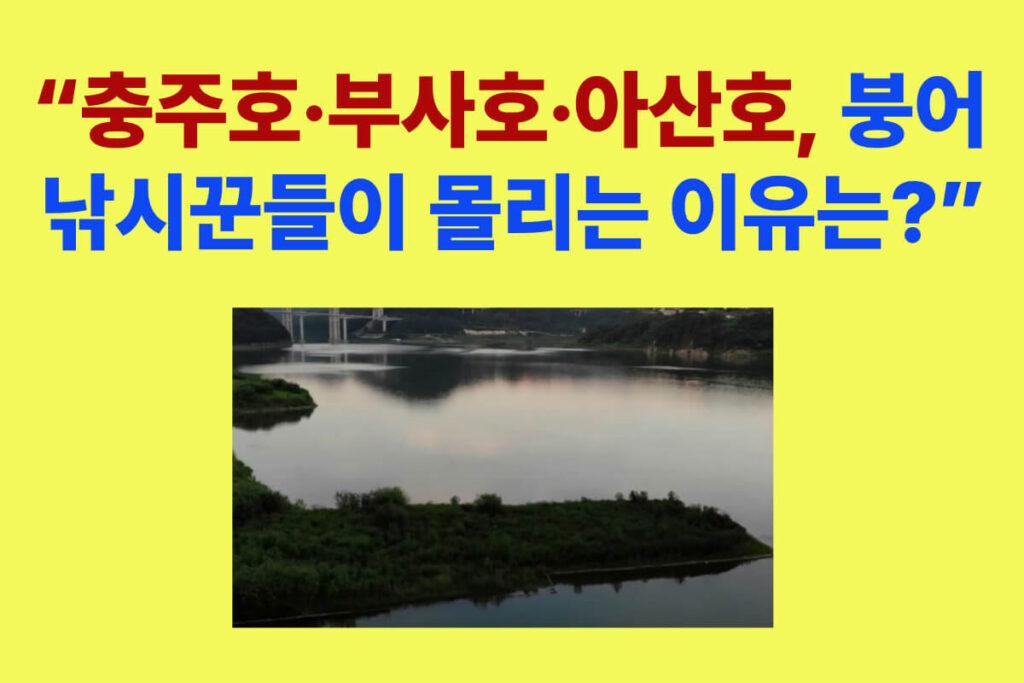 부사호 붕어낚시 조황, 수위 변동 속 월척 손맛 현장