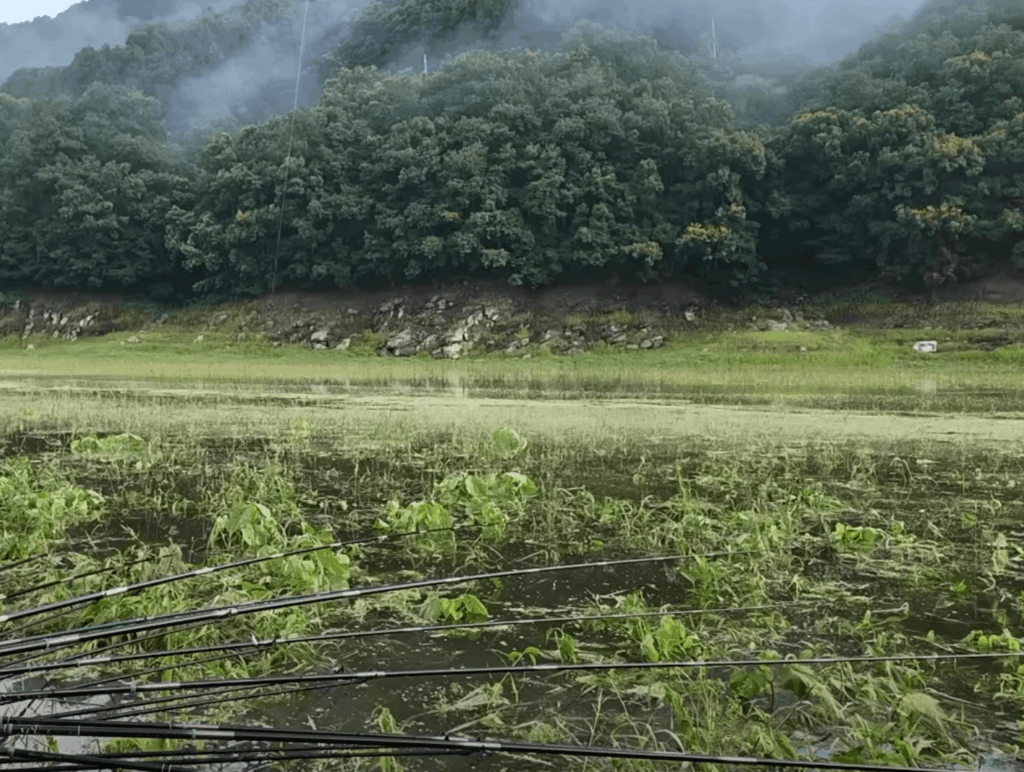 “충주호 수면 위로 수초가 무성하게 자란 풍경. 여러 대의 낚싯대가 수면을 향해 길게 뻗어 있고, 배경에는 안개가 걸린 숲과 바위 절벽이 보인다.”