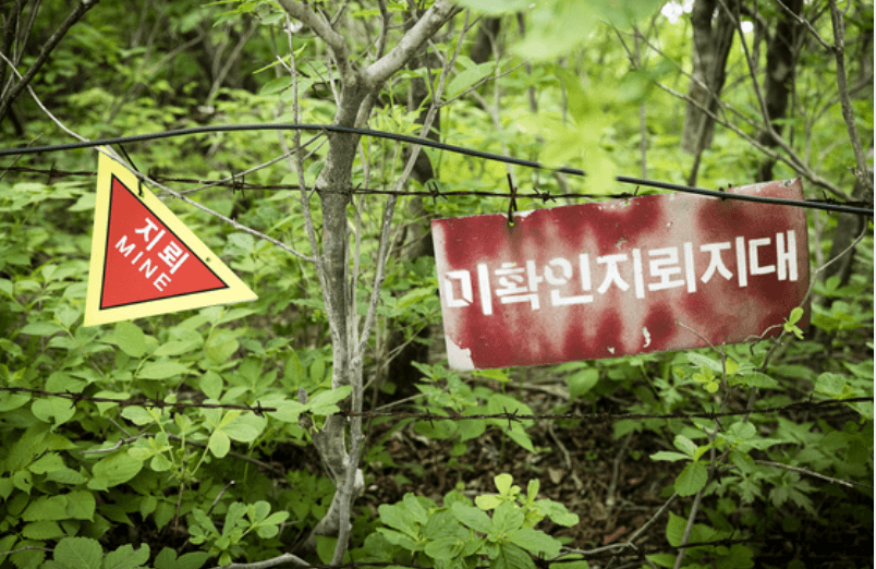 초록 숲 속 철조망에 걸린 ‘지뢰(MINE)’ 경고 표지와 ‘미확인지뢰지대’라는 붉은 안내판.
