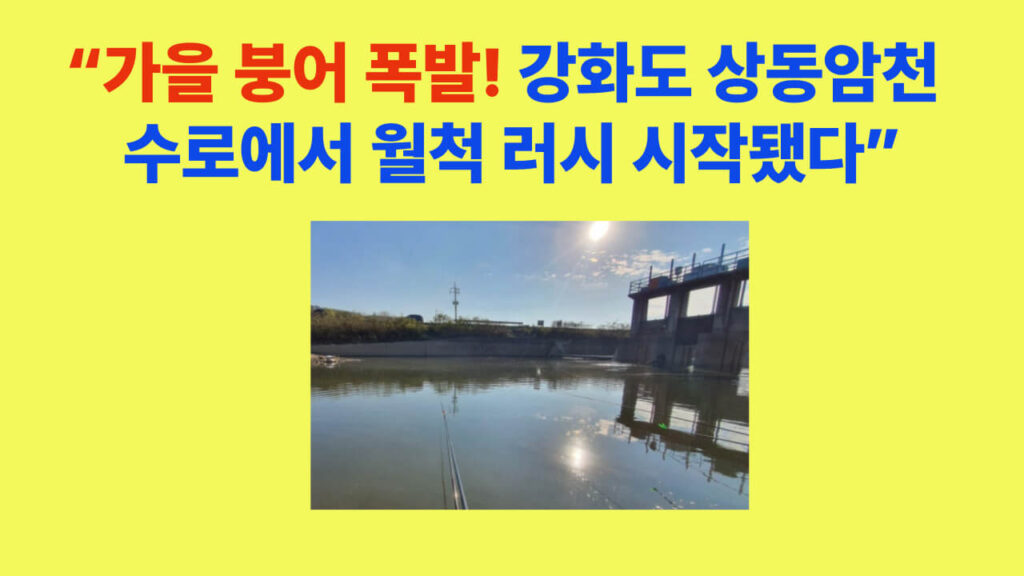 가을철 강화도 상동암천 수로에서 붕어낚시를 즐기는 장면. 바닐라 골드 떡밥과 2.2칸 낚싯대를 이용해 월척 붕어를 노리는 실제 현장 사진.