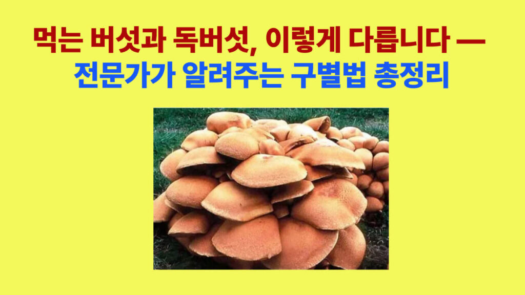 “먹는 버섯과 독버섯 구별법 – 전문가가 알려주는 안전한 버섯 식별 가이드”