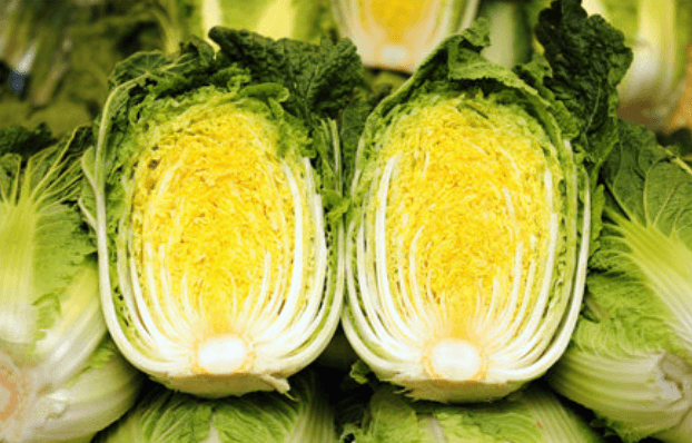 겉잎 색깔이 좌우하는 배추의 건강함