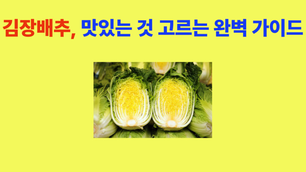 김장철 맛있는 배추 고르는 법을 소개하는 이미지 – 연한 연두빛 겉잎과 노란 속잎이 보이는 신선한 김장배추