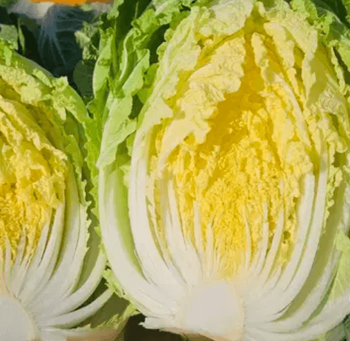 품종에 따라 달라지는 단맛과 저장성