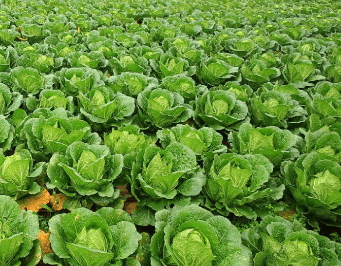 재배지의 기온과 토양이 만든 맛의 차이