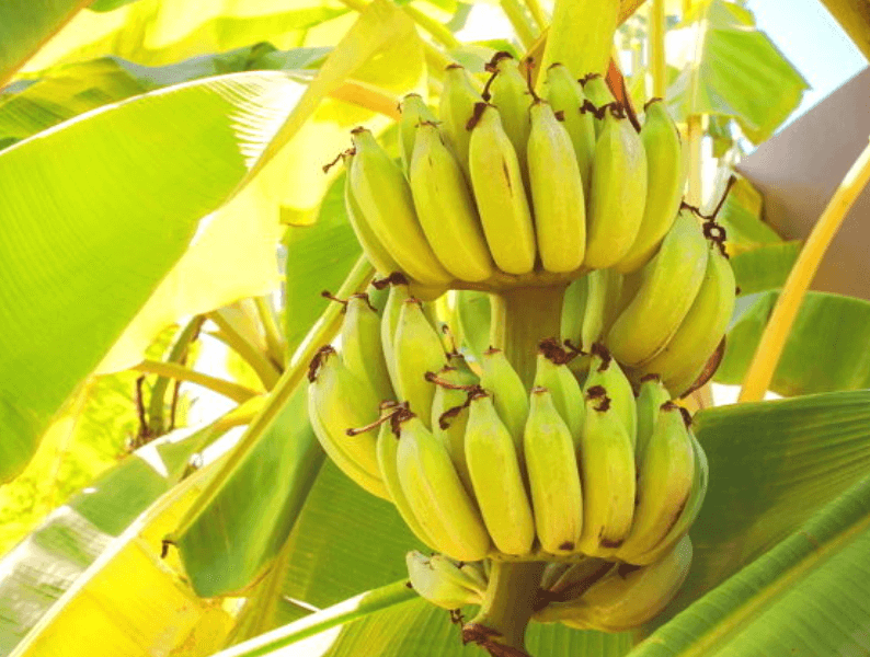 바나나 – 칼륨의 천연 보고