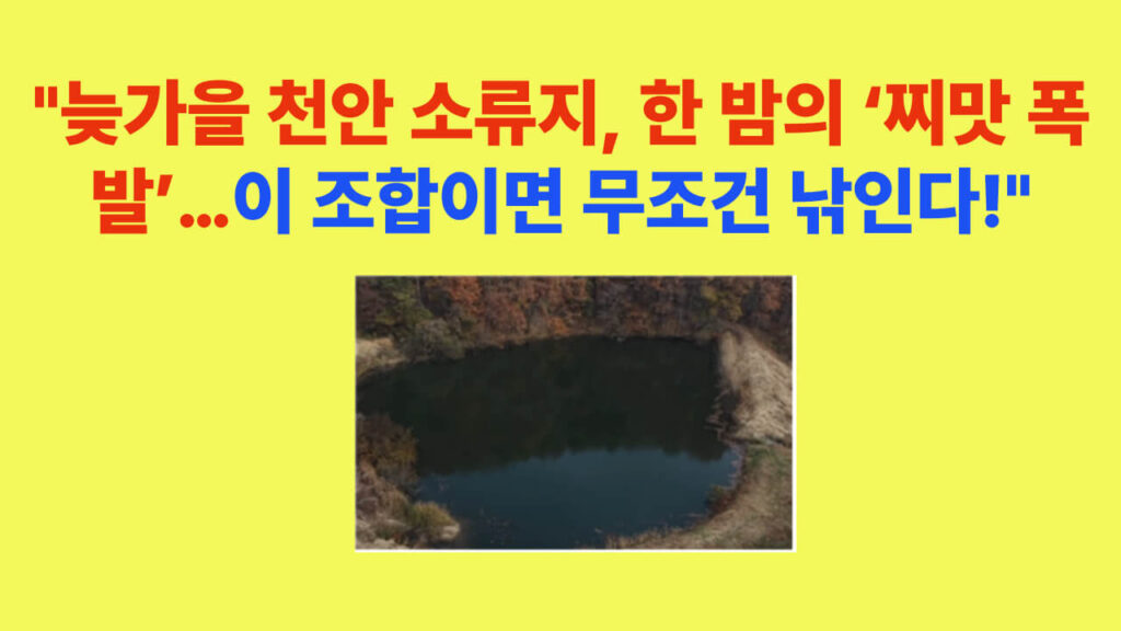 늦가을 천안 소류지 붕어낚시 현장 사진, 문기어 슬로우찌와 국제 아르스 옥수수를 사용한 실제 포인트 전경