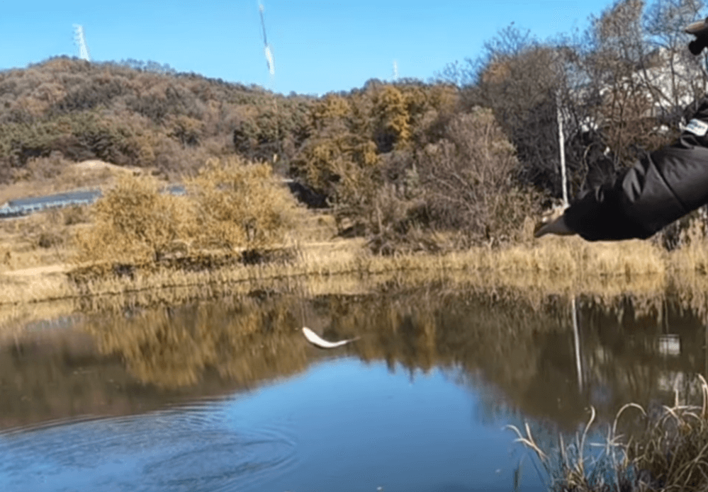 귀한 붕어 한 마리 — 긴 대에서 터졌다