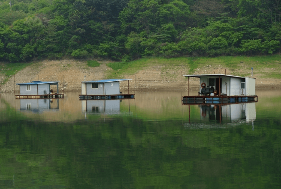 가을빛 물결과 붕어 낚시의 만남