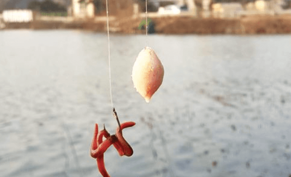 가을철 낚시 – 모든 미끼가 통하는 황금기