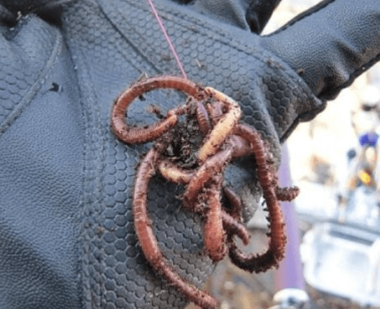 봄철 낚시 – 깨어난 붕어의 단백질 본능