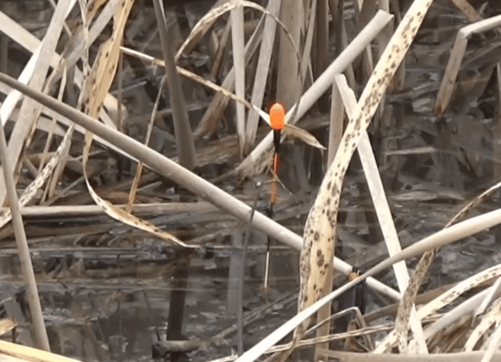 초겨울 서리와 부들밭의 부름