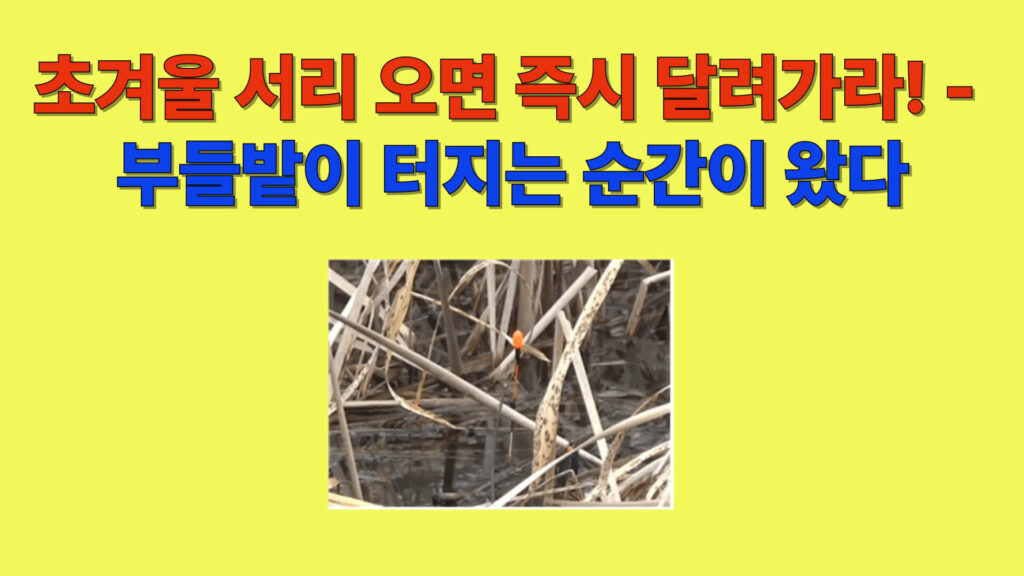 초겨울 서리 내린 강화 부들밭에서 붕어 직공 낚시를 하는 장면