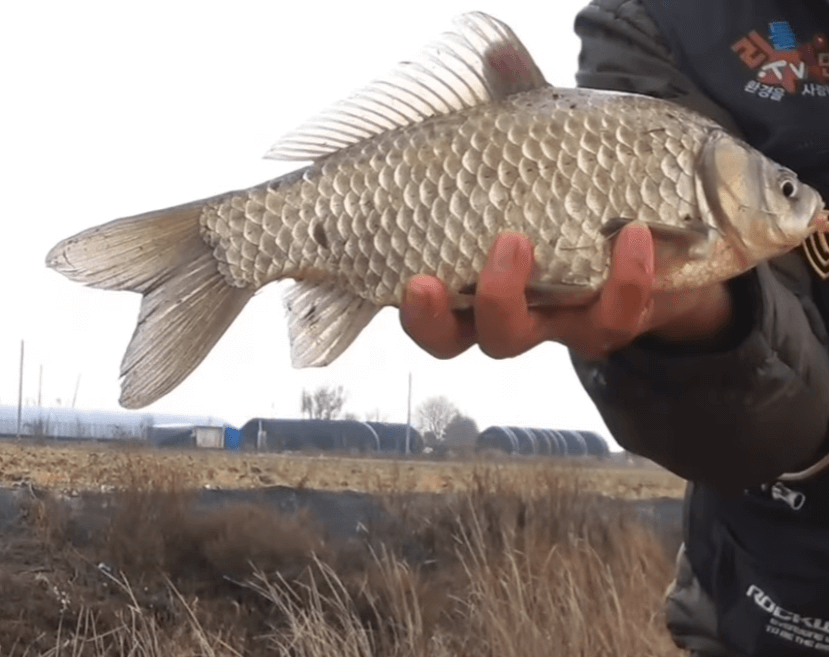 햇볕 한 줄기, 그리고 터져 나온 허리급 33.3cm