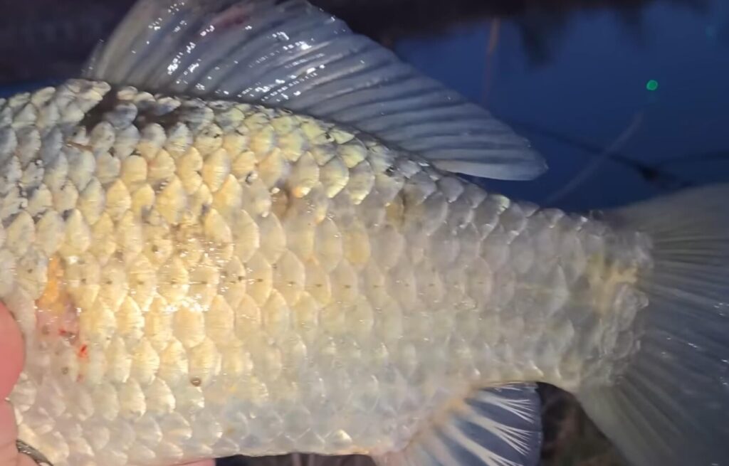 찾아온 진짜 한 방