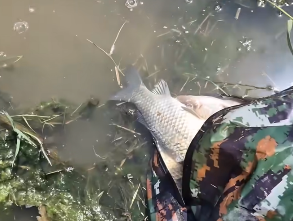 나주 백두 낚시터에서 잡은 월척 붕어와 수초 포인트 모습