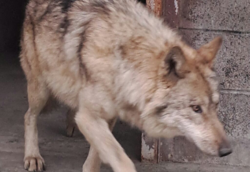 인간과 늑구, 충돌은 피할 수 있을까