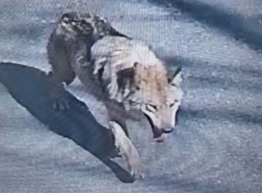 늑구는 위협이 아닌 기회다