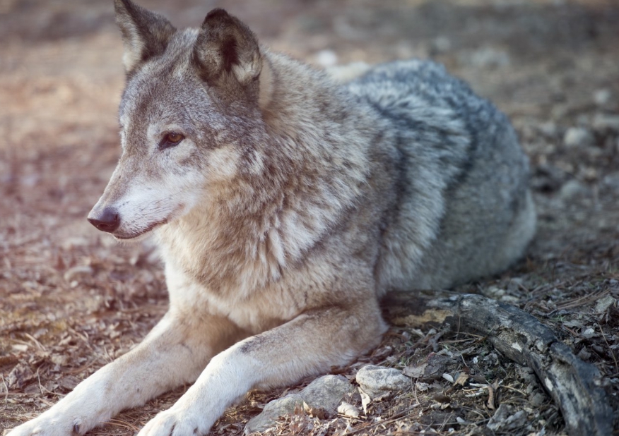 사라졌던 늑구, 왜 다시 나타났나