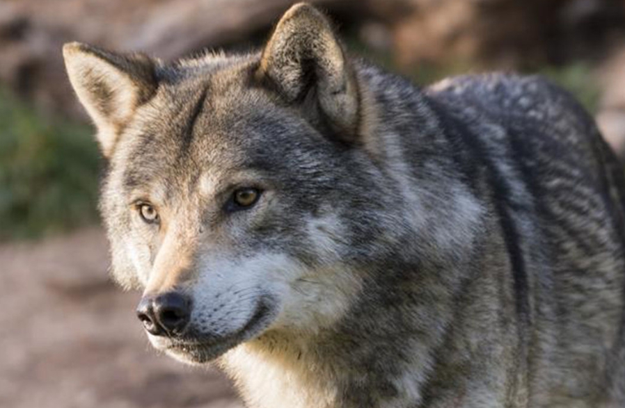한국에서의 현실적인 대응 방안