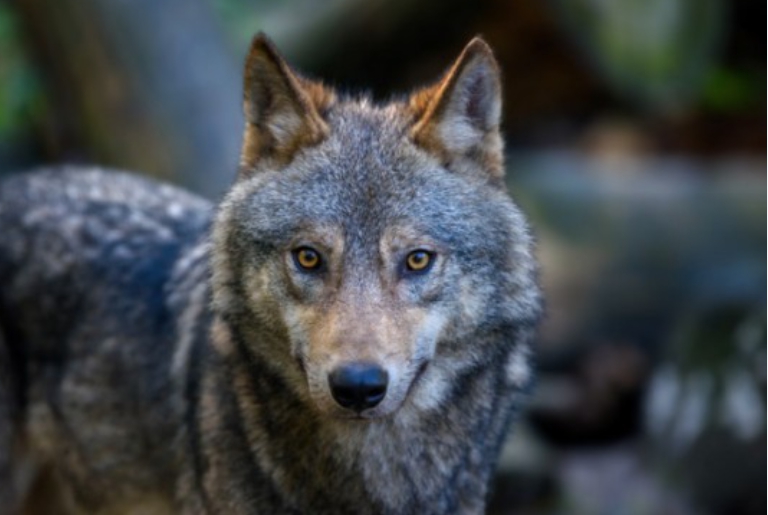 해외 사례로 보는 늑구 공존 전략