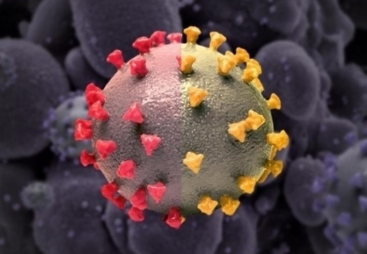 국내 확산 속도 심상치 않다