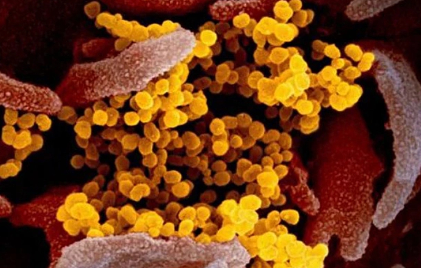 세계보건기구에서도 강조 매미