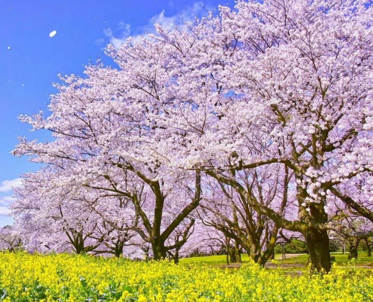 아름다운 벚꽃길