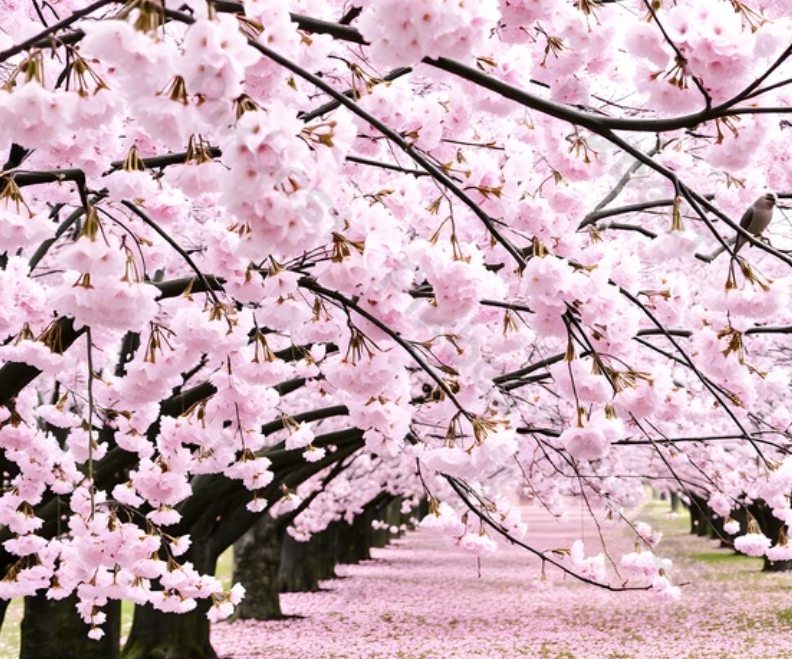 숨은 벚꽃길 – 지역 주민만 아는 명소