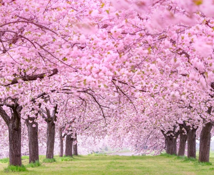 구월동 벚꽃길의 시작