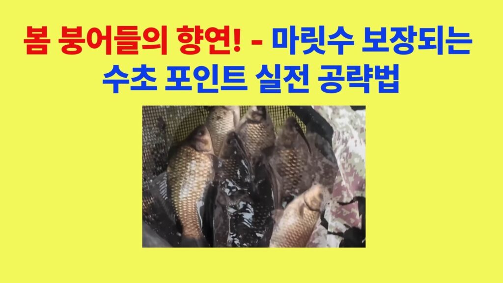 봄 붕어낚시 수초 포인트에서 허리급 붕어 마릿수 조과 현장