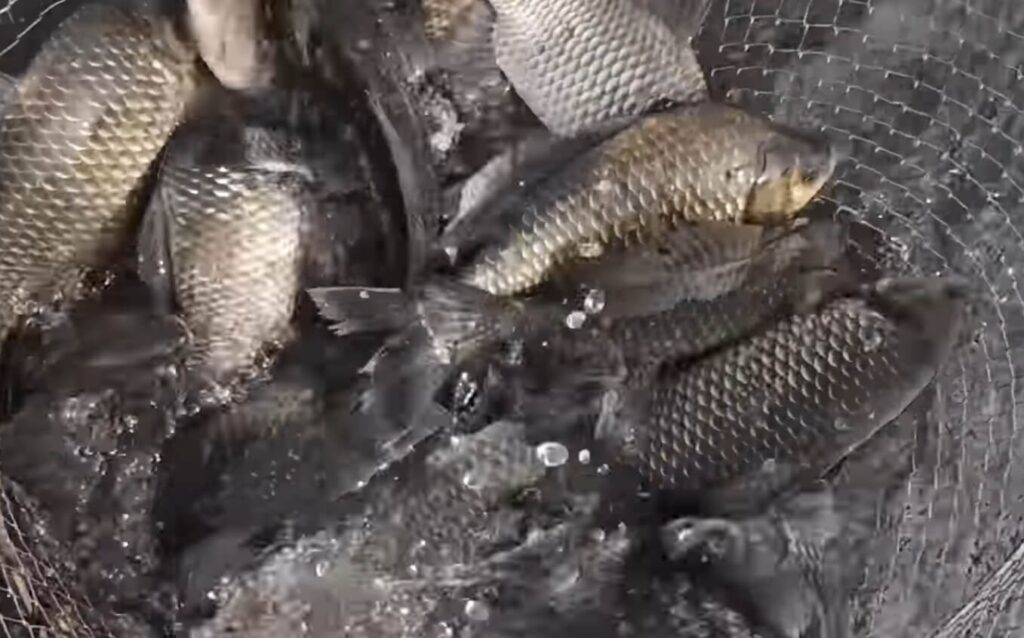 밤에는 큰 씨알 집중