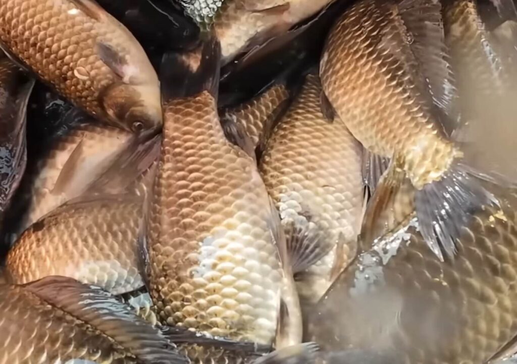 이번 주말, 수초 포인트를 제대로 공략해 보시기 바랍니다.