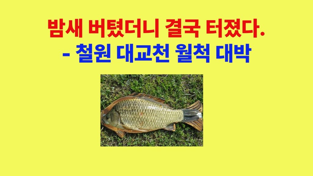 철원 대교천 붕어낚시 월척 붕어 사진 밤낚시 조과