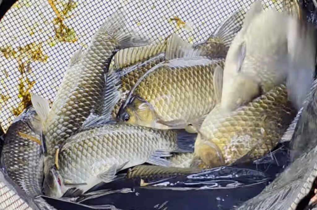 붕어낚시는 결국 ‘집중력’