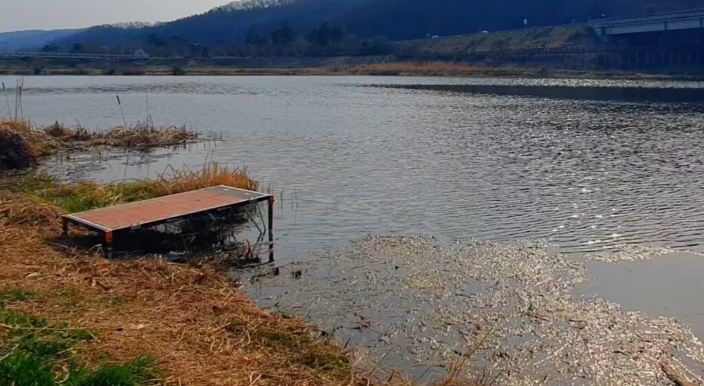 수초나 장애물이 많은 포인트