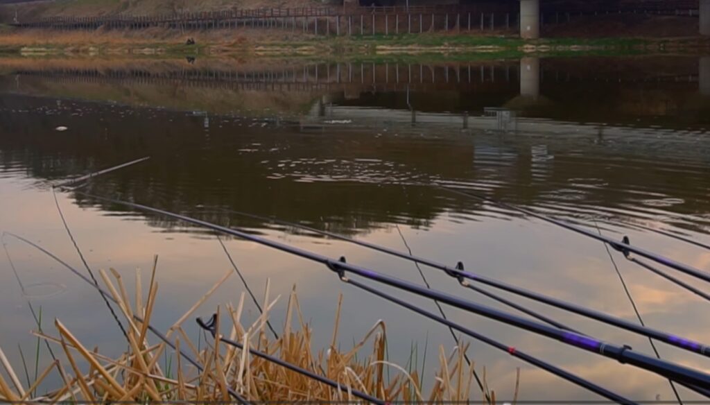 붕어 체력 저하