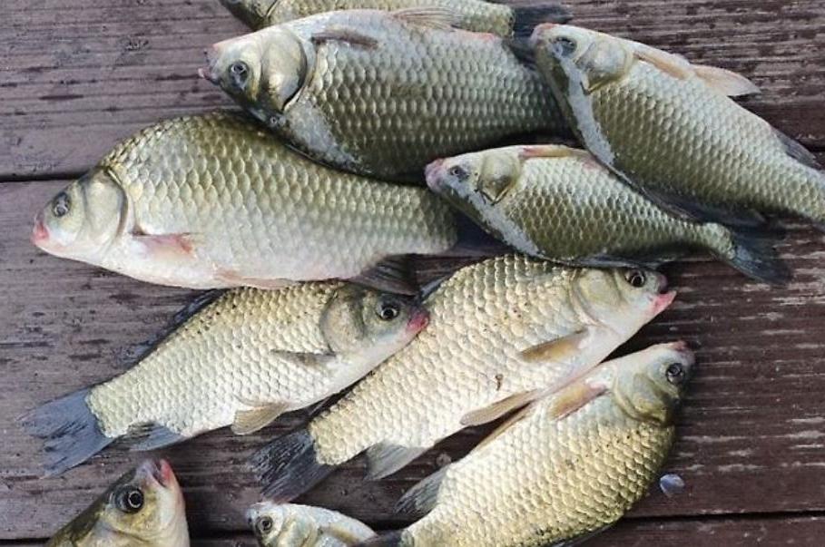 초저녁 입질이 중요